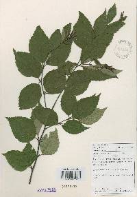 Betula schmidtii image