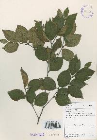 Betula schmidtii image