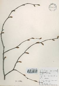 Betula schmidtii image