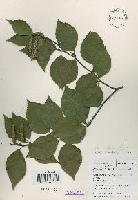 Betula schmidtii image