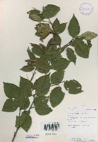 Betula schmidtii image