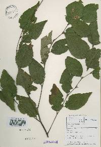 Betula schmidtii image