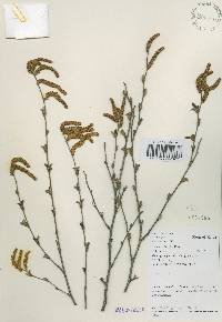 Betula schmidtii image