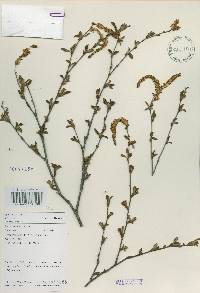 Betula schmidtii image