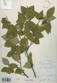 Betula schmidtii image