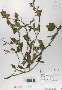 Betula schmidtii image