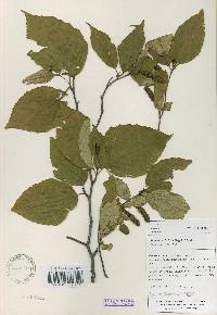 Betula schmidtii image