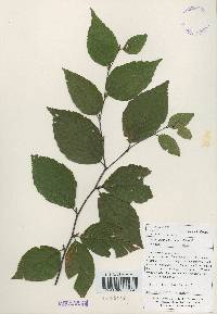 Betula schmidtii image