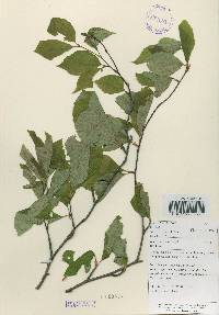 Betula schmidtii image