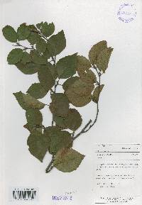 Betula schmidtii image