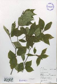 Betula schmidtii image