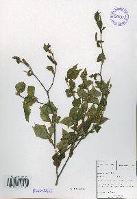 Betula schmidtii image