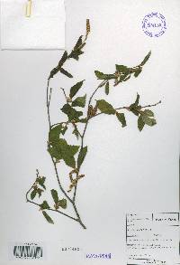 Betula schmidtii image