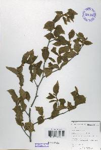 Betula schmidtii image