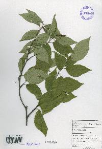 Betula schmidtii image