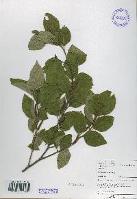 Betula schmidtii image