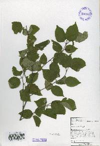 Betula schmidtii image