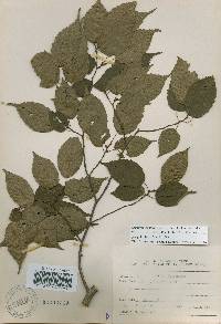 Carpinus laxiflora image