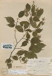 Carpinus laxiflora image