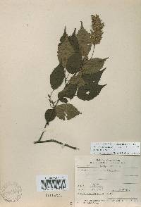 Carpinus laxiflora image