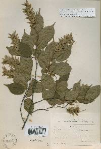 Carpinus laxiflora image