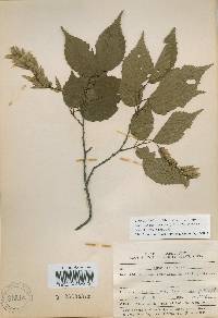 Carpinus laxiflora image