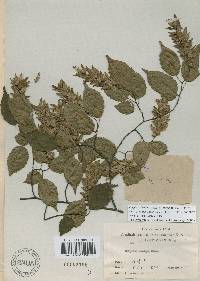 Carpinus laxiflora image