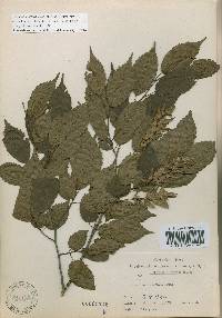 Carpinus laxiflora image