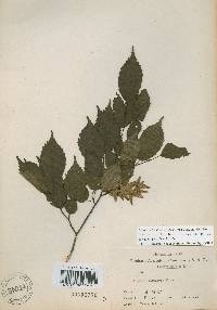 Carpinus laxiflora image