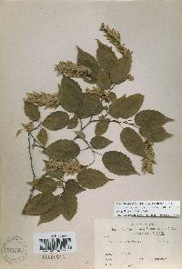 Carpinus laxiflora image