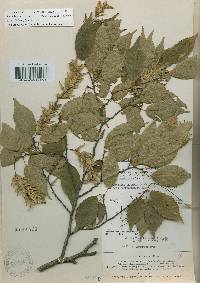 Carpinus laxiflora image