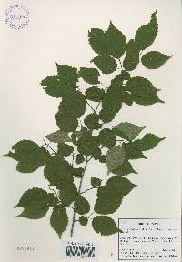 Carpinus laxiflora image