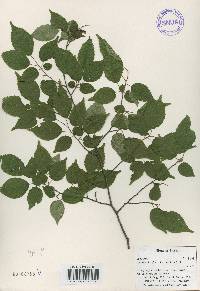 Carpinus laxiflora image