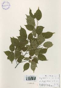 Carpinus laxiflora image