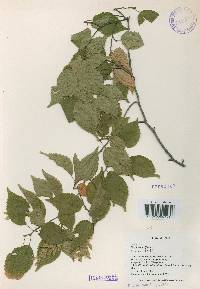 Carpinus laxiflora image