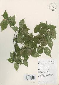 Carpinus laxiflora image