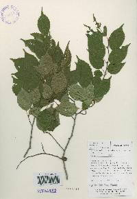 Carpinus laxiflora image