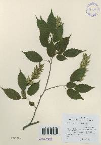 Carpinus laxiflora image