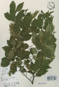 Carpinus laxiflora image