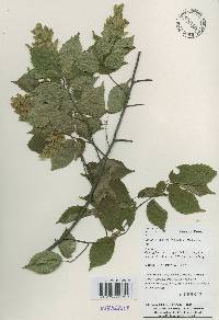 Carpinus laxiflora image