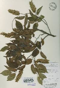 Carpinus laxiflora image