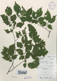 Carpinus laxiflora image