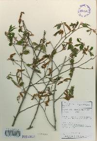 Carpinus laxiflora image