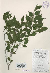 Carpinus laxiflora image