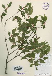 Carpinus laxiflora image