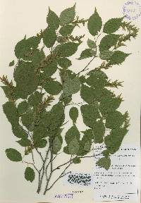 Carpinus laxiflora image