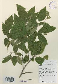 Carpinus laxiflora image