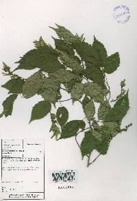 Carpinus laxiflora image