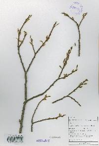 Carpinus laxiflora image