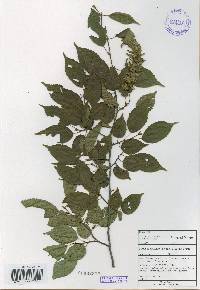 Carpinus laxiflora image